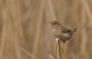 Kleiner Vogel