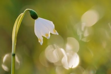 Leucojum - HDR