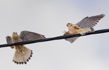 Turmfalkentag in Kötterichen - Teil drei -