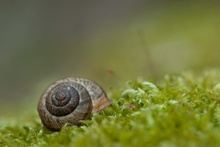 ~Schnecke im Moos~