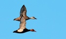 Kolbenenten im Flug