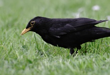 Amsel ND