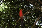 ZO       King Parrot