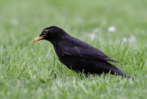 Amsel ND