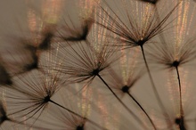 Pusteblume