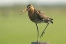 Uferschnepfe ( Limosa limosa)