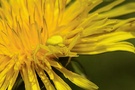 Veränderliche Krabbenspinne