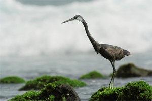 Western Reef Heron