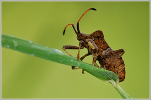 Saumwanze (Coreus marginatus)