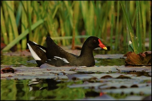 Teichhuhn (Gallinula chloropus)