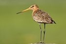 Uferschnepfe ( Limosa limosa)