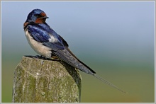 Rauchschwalbe (Hirundo rustica)