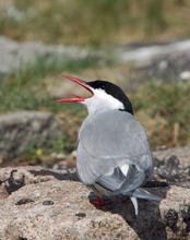 Küstenseeschwalbe