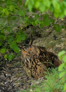 Uhu (bubo bubo)