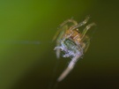Spinne mit Blattlaus ND