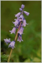 Spanisches Hasenglöckchen (Hyacinthoides hispanica)