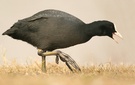 Bläßralle ( Fulica atra)
