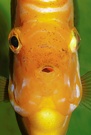 Diskus frontal
