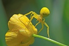 Veränderliche Krabbenspinne