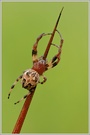 Schilfrad-Spinne (Larinoides cornutus)