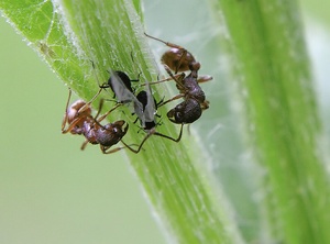 Ameisen und Blattläuse ND