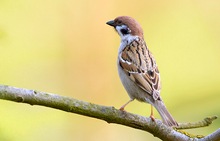 KD EBV Feldsperling ( Passer montanus )