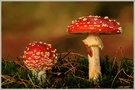 Fliegenpilz (Amanita muscaria)