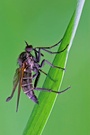 Fliege ND