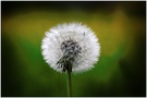 Pusteblume - Löwenzahn