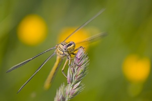 Westliche Keiljungfer