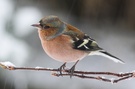 Buchfink - Fringilla coelebs (ND)