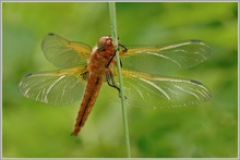 Spitzenfleck (Libellula fulva)