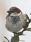 Haussperling - Passer domesticus (ND)