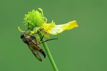 Schnepfenfliege (Rhagio tringarius) ND