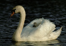 ND Schwan mit Kücken