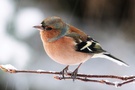 Buchfink - Fringilla coelebs (ND) - Reload !
