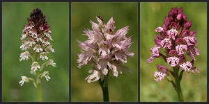 Orchis ustulata x Orchis tridentata = Orchis xdietrichiana