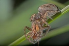 Springspinne ND