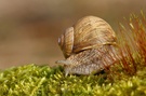 KD EBVWeinbergschnecke (Helix pomatia Linnaeus)