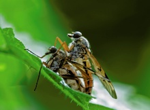 Paarung der Schnepfenfliege