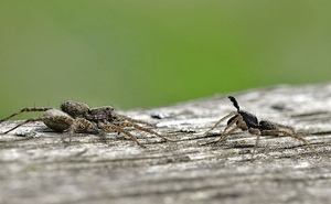 Wolfspinnen ND