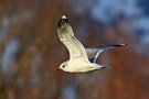 Sturmmöwe - Larus canus (ND)