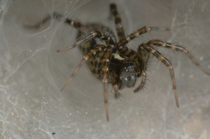 ND: Spinne in ihrer Höhle