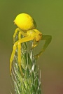 Krabbenspinne ND