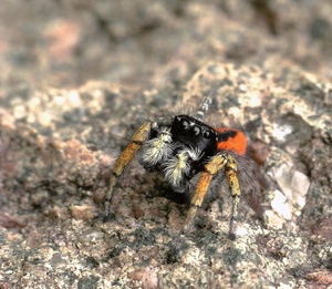 rote Springspinne