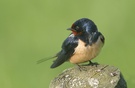Rauchschwalbe ( Hirundo rustica )ND