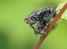 Fliegen bei der Paarung ND