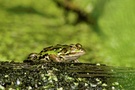 Teichfrosch