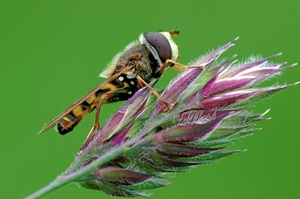 Schwebfliege