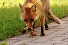 Rotfuchs mit Beute